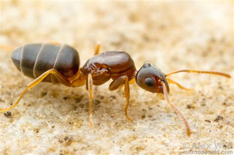 ants vector control services
