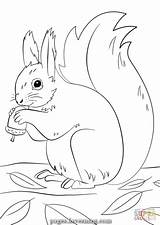 Squirrel sketch template