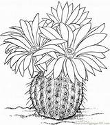 Coloring Cactus sketch template