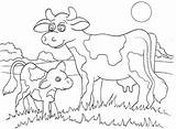 Calf Cow Coloring Pages Kinderart Print Getcolorings Color Printable sketch template
