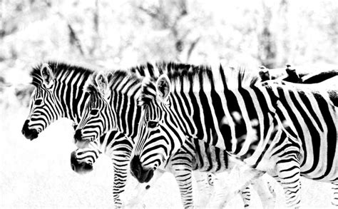 3 Zebras 4k Hd Desktop Wallpaper For 4k Ultra Hd Black And White