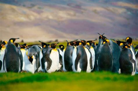 29 Penguin Facts You May Not Know Discover The World Blog