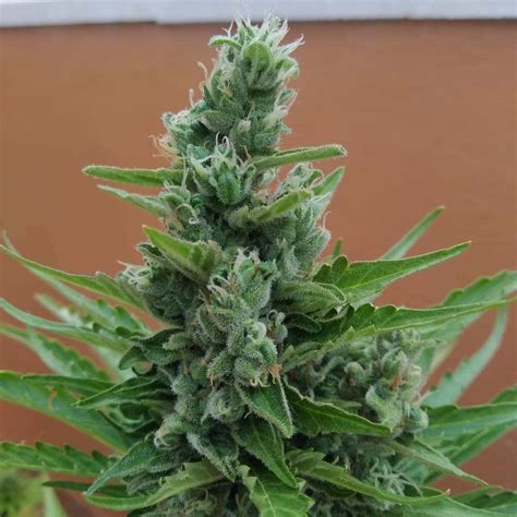 top 5 northern lights seeds in south africa cannabis buddy