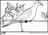 Dove Coloring Pigeon Pages Clipart Library Books Cat Falcon sketch template