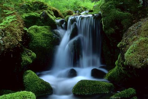banco de imagenes gratis cascadas del eden rios  pasan por el bosque