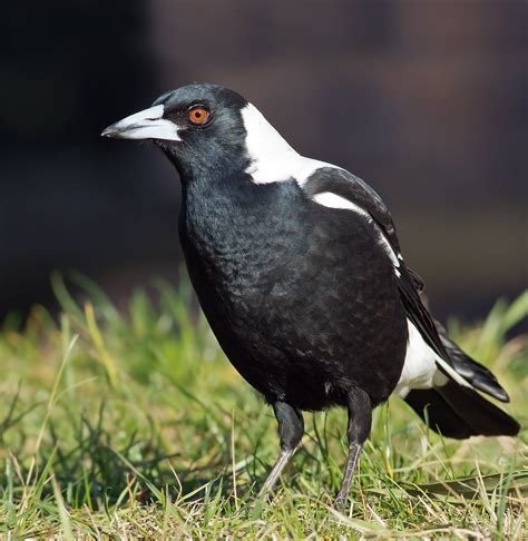 australian magpie wikipedia