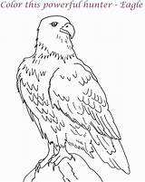 Eagle Printable Coloring Bald Color Simple Line Getdrawings Drawing Pages Popular sketch template