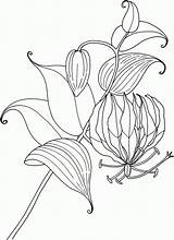 Lily Coloring Gloriosa Pages Flower Glory Tropical Calla Lilies Drawing Rothschildiana Outline Easter Tiger Clipart Tattoo Tropaeolum Printable Simple Color sketch template