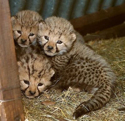 animals zoo park cheetahs cubs tigers cubbs pics cub   pictures