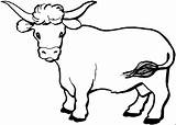 Stierkalb Tiere Malvorlage Malvorlagen Cow Herunterladen Dieses sketch template