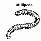 Millipede Phylum Quia Arthropoda Millipedes Sketch Template Coloring Invertebrate Flashcards sketch template