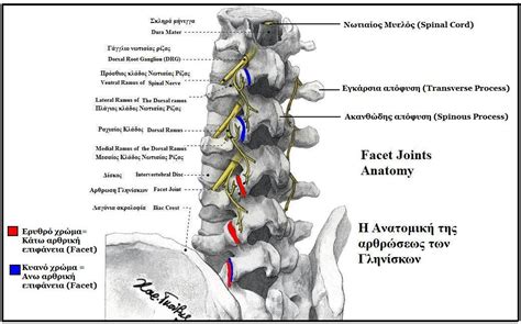 facet joint syndrome physiopedia