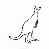Canguru Desenho Kangaroo Ultra sketch template
