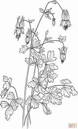 Columbine Aquilegia Coloring Canadensis Red Eastern Pages Template Sketch Categories sketch template