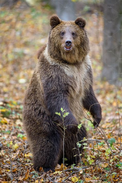 brown bear ursus arctos standing  animal stock  creative