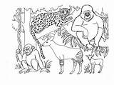 Safari Coloring Pages African Animals Color Savanna Getcolorings Getdrawings Jungle Disimpan Dari sketch template