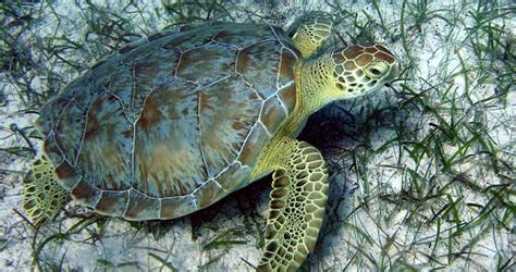 Endangered Sea Turtle Populations Boosted Ref2014 University Of Exeter