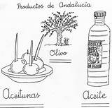 Aceite Olivo Andalucia Aceitunas Colorea Escuela Dibujo Aceituna Andalucía sketch template