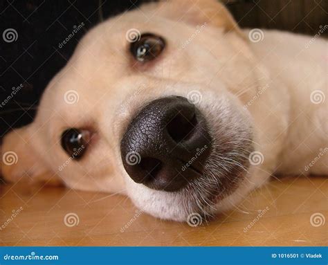 snuit stock afbeelding image  dier portret hond labrador