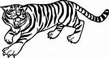 Tiger Coloring Pages Outline Easy Drawing Siberian Line Printable Bengal Face Tooth Saber Drawings Kids Print Sheets Animal Angry Tigers sketch template