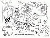Coloring Rainforest Pages Animals Amazon Popular sketch template