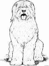 Sheepdog Coloring Pages English Old Dog Printable Colouring Hairy Drawing Dogs Supercoloring Print Color Gif Super Book Springer Labradoodle sketch template