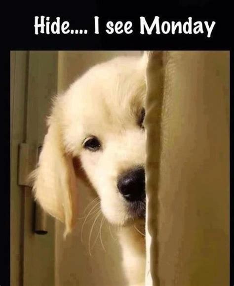 funny monday quote  cute dog puppy   funnies