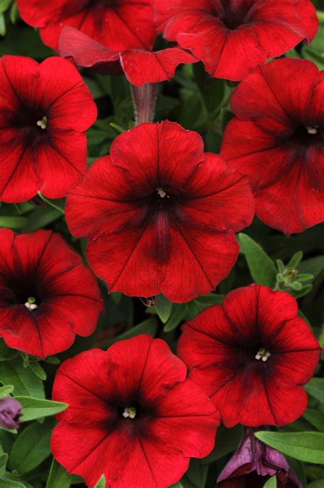 petunia easy wave series red velour moss greenhouses
