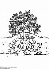 Kartoffelpflanze Malvorlage Herunterladen sketch template