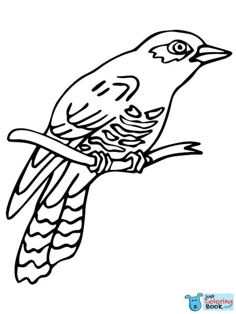 perched common cuckoo coloring page  printable coloring pages