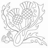 Thistle Scottish Colouring Scotch Coloring Pages Drawing Thistles Scotland Pattern Getdrawings Quilt Block Outline sketch template
