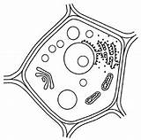 Pflanzenzelle Biologie Aufbau Zelle Tierische Skizze Pflanzen Arbeitsblatt Zellen Kopiervorlage Mediendatenbank sketch template