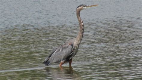 Norwalk Oh Great Blue Heron At Norwalk Res Photo Picture Image