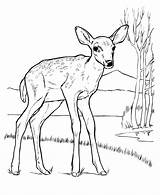 Deer Coloring Pages Animal Drawing Drawings Tailed Color Kids Printable Print Animals Wildlife Tail Mule Simple Female Colouring Wild Children sketch template