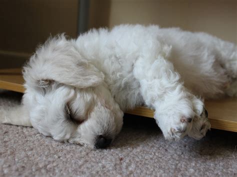 puppy bichon frise fell asleep wallpapers  images wallpapers