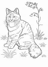 Colorat Desene Pisica Planse Pisici sketch template