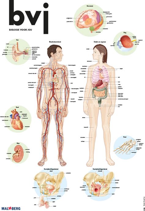 anatomy poster medical visuals