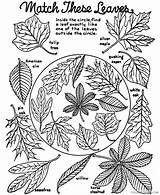 Coloring4free Leaves sketch template