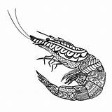 Shrimp Doodle Zentangle sketch template