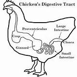 Chickens Waterer Digestive Tract Grit Poultry Anatomy sketch template
