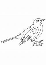 Blackbird Eurasian Ausmalen Canary Blaumeise Designlooter sketch template