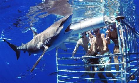 shark cage diving hawaii shark encounters groupon