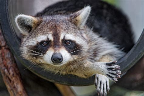 cute raccoon pics     life readers digest
