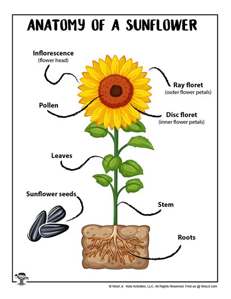 anatomy   sunflower  printable woo jr kids activities childrens publishing