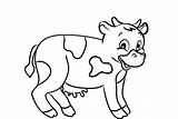 Coloring Pages Calf Cows Farm Animal Cow Printable Cute Sweet Color Template Animals Raccoon Print sketch template