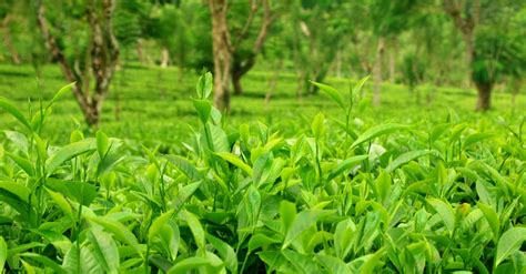 stock photo  sri lankan tea plantations
