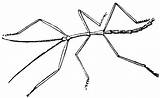 Walking Stick Clipart Insect Colouring Pages Sticks Color Life Etc Gif Library Medium Large sketch template