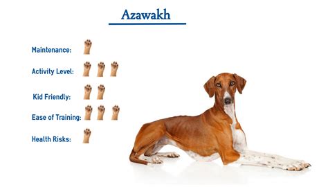 azawakh dog breed        glance