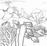 Underwater Outline Outlines Arrecifes Arrecife sketch template