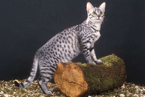 egyptian  cat cat breeds encyclopedia